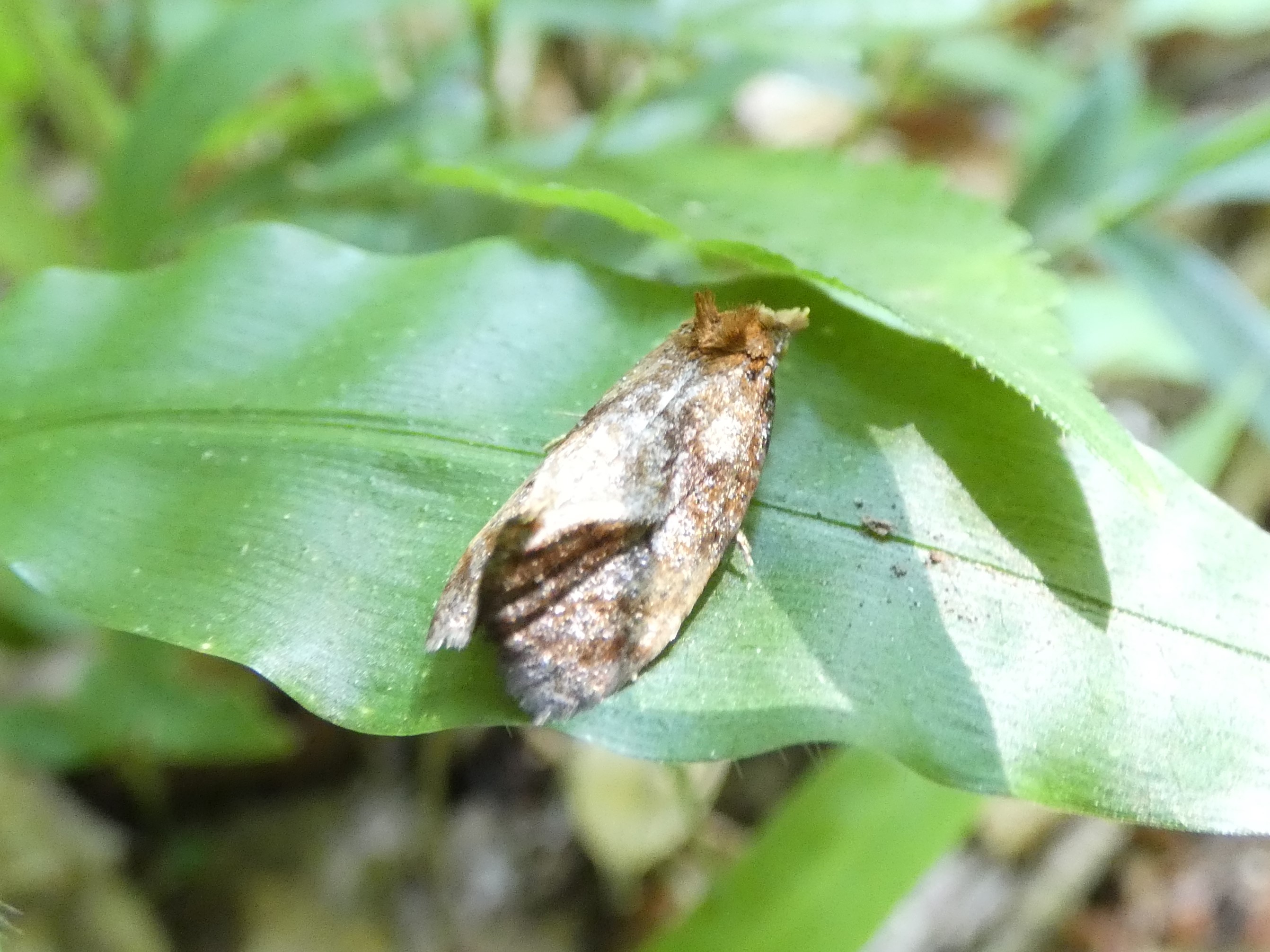 photo_1